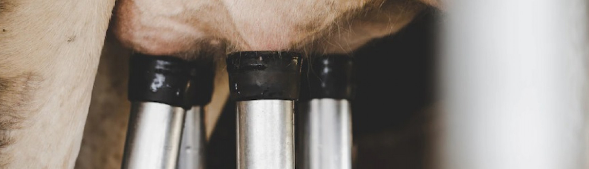 ASN Rondônia - Agência Sebrae de Notícias