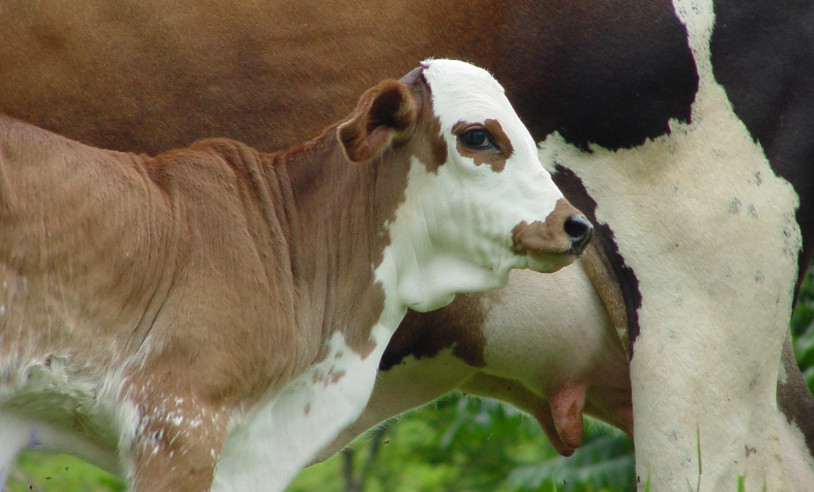 ASN Rondônia - Agência Sebrae de Notícias