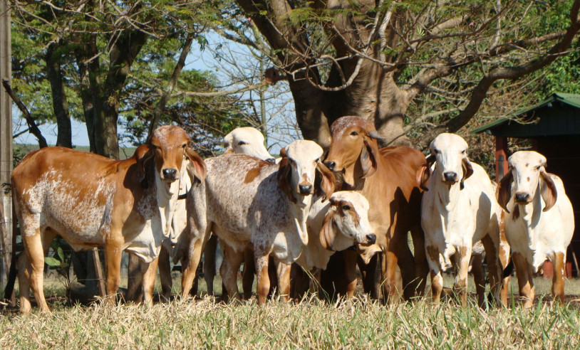 ASN Rondônia - Agência Sebrae de Notícias