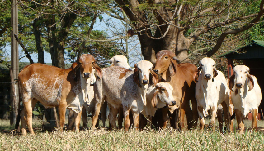 ASN Rondônia - Agência Sebrae de Notícias