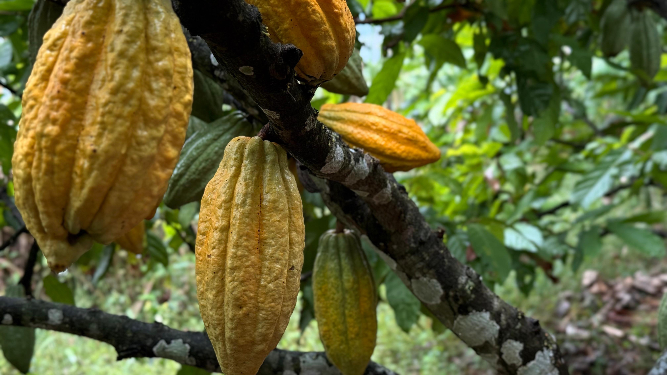 Foto: Tiago Freitas.