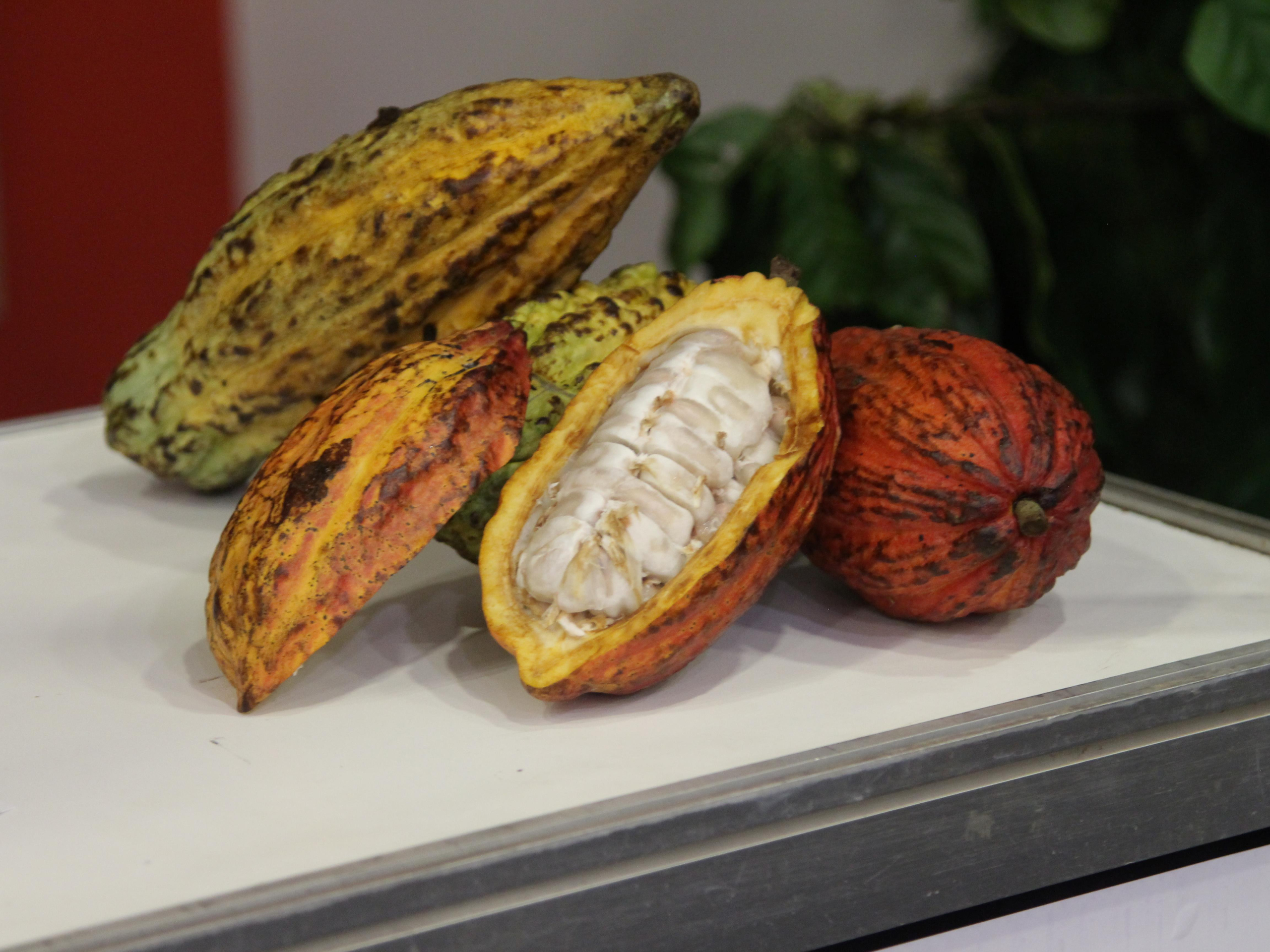 O Festival Internacional de Chocolate &ndash; AL-INVEST Verde contou com a participa&ccedil;&atilde;o do Sebrae em Rond&ocirc;nia, fortalecendo a cadeia produtiva do cacau no estado.