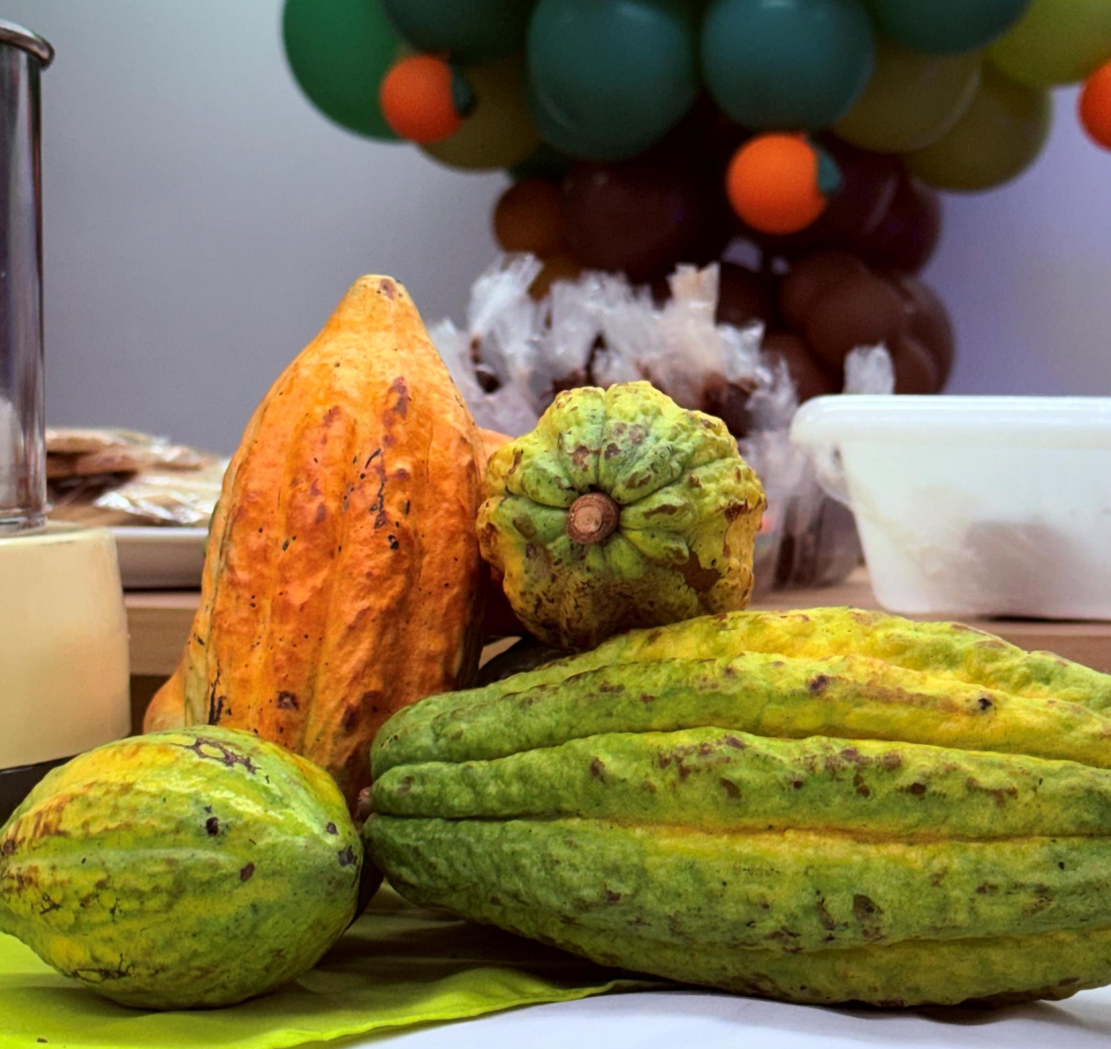 Mais do que chocolate: conhecimento sobre uma das riquezas de Rondônia.